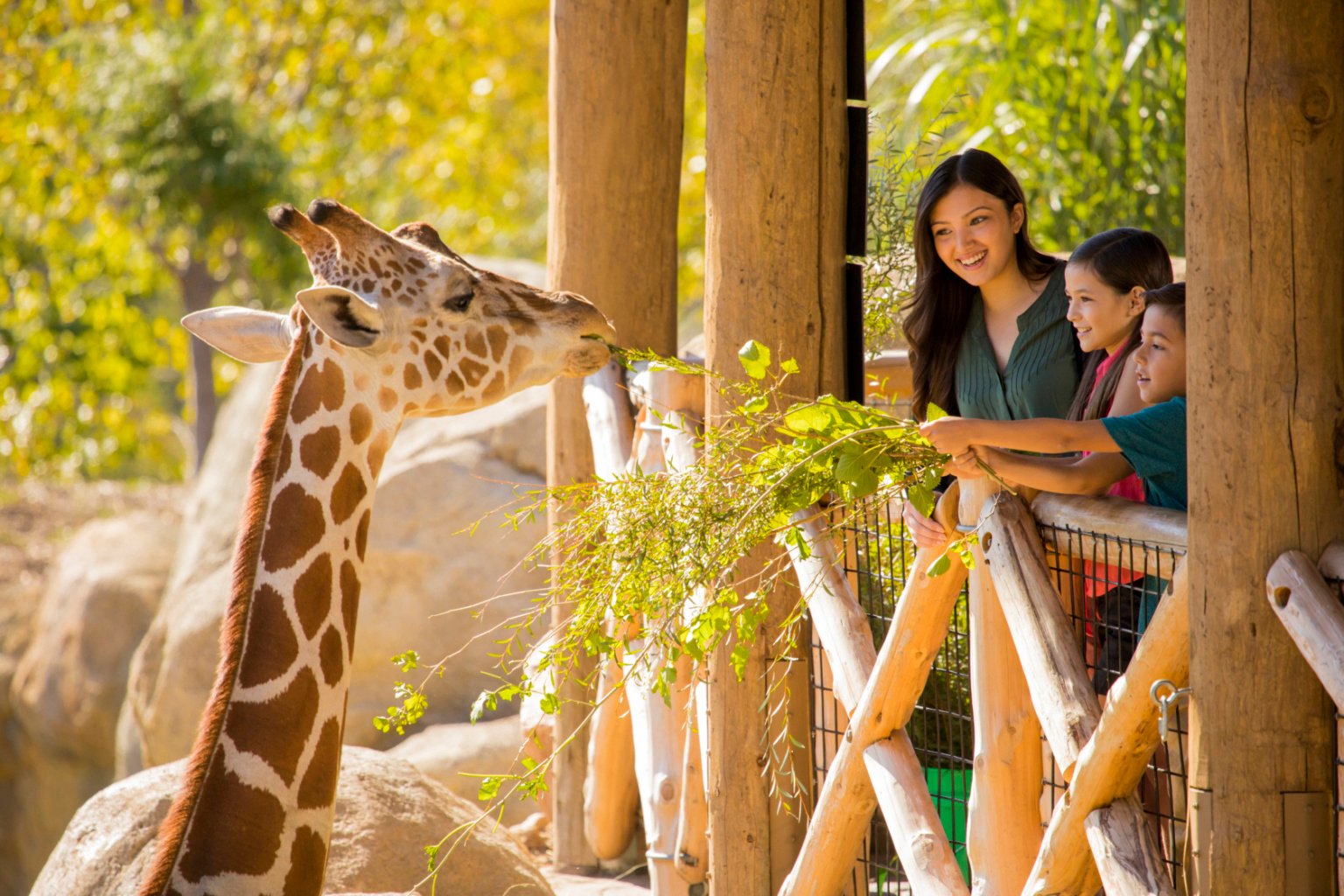 Girafa a comer com a família